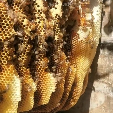 土蜂蜜