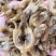 福建东山岛海蛏干无沙淡干蛏子肉干货海鲜干货批发