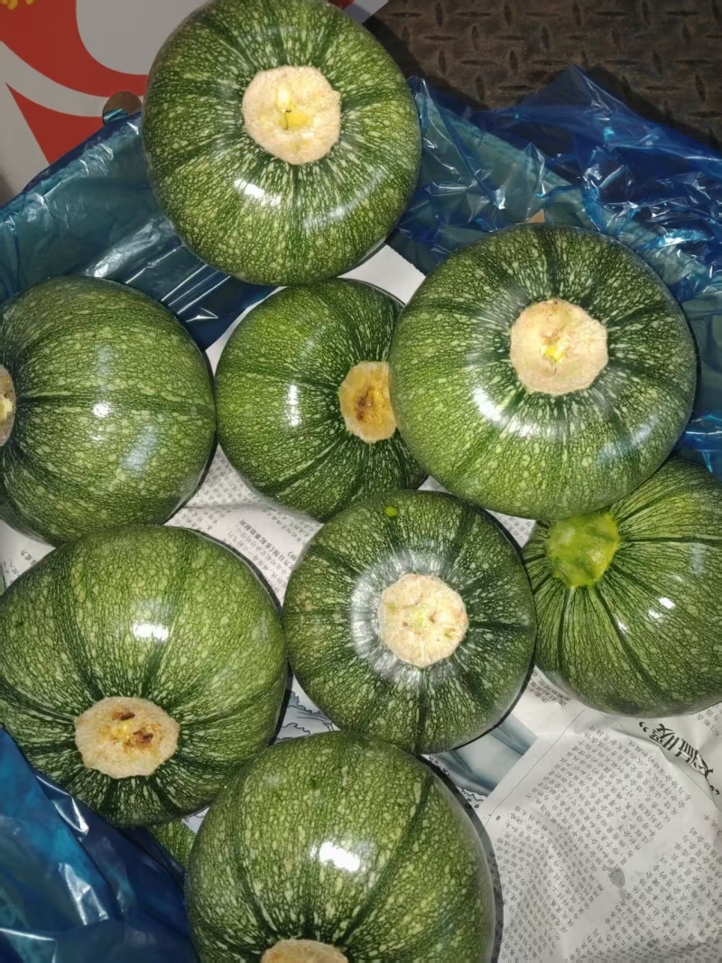【热卖】圆西葫芦绿皮西葫芦产地直发保质保量