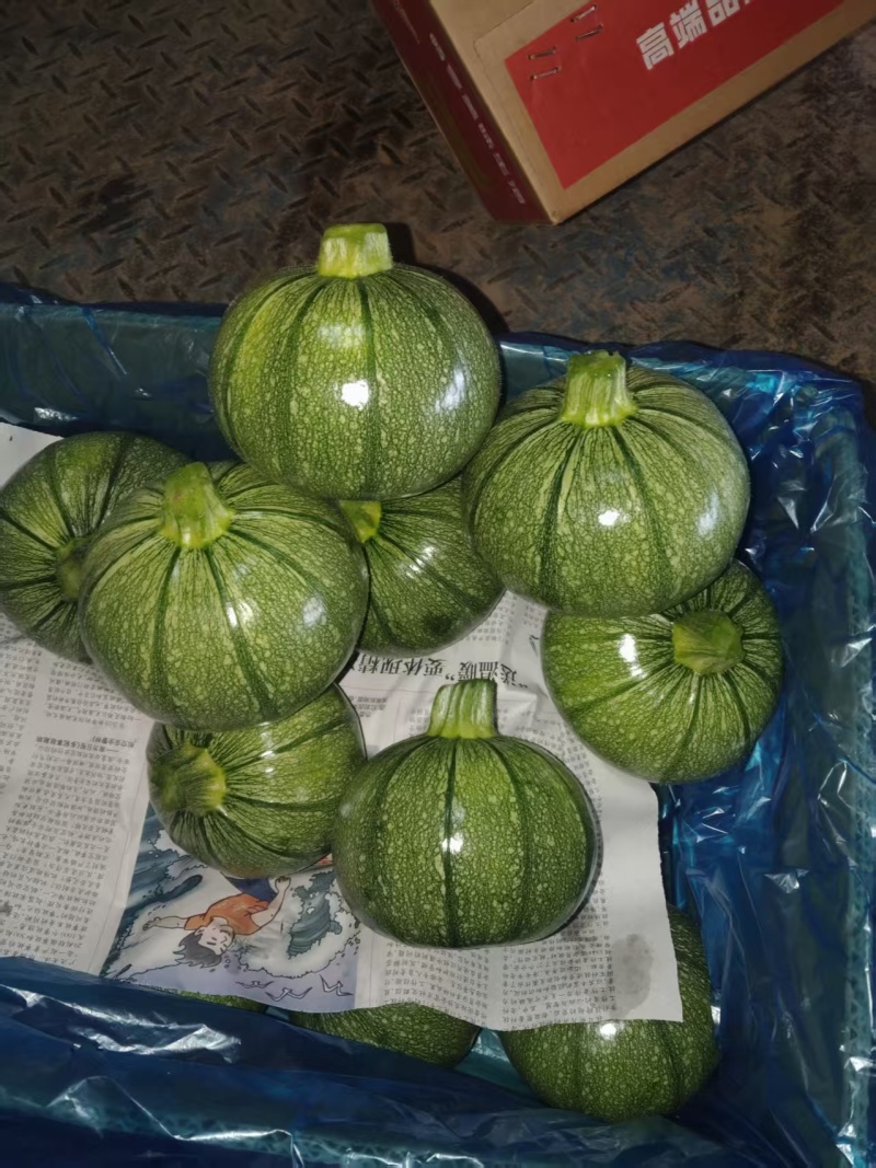 【热卖】圆西葫芦绿皮西葫芦产地直发保质保量