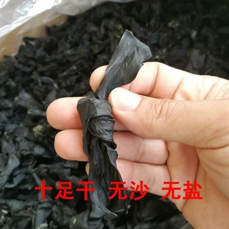 福建漳州特产海带结淡干海带扣火锅食材餐饮家用产地
