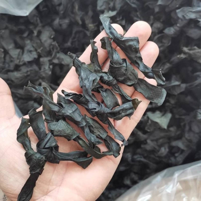 福建漳州特产海带结淡干海带扣火锅食材餐饮家用产地