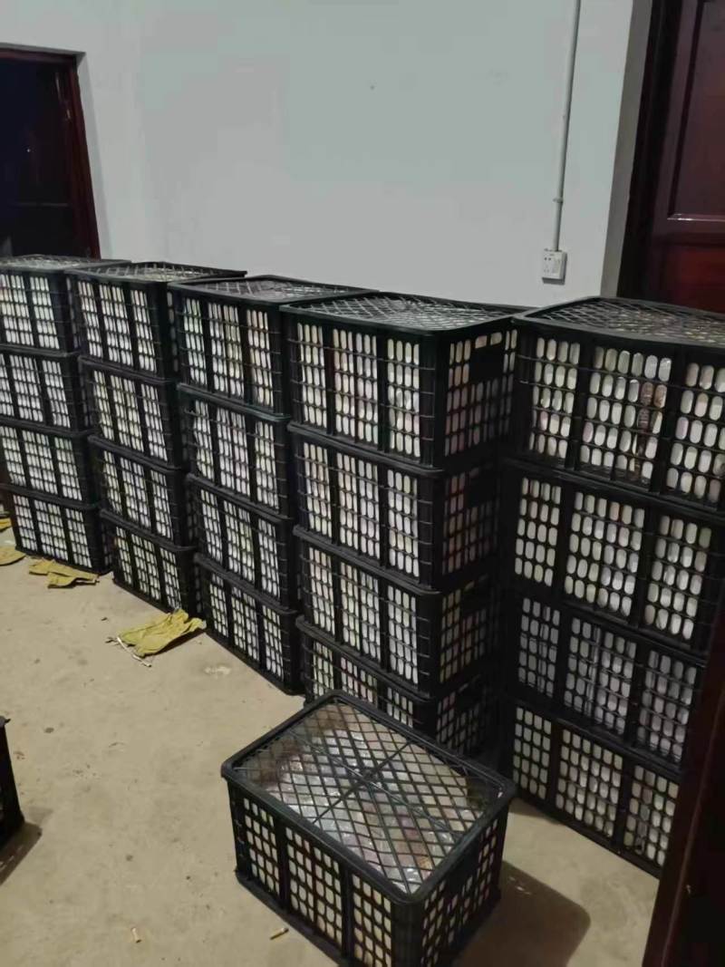 湖北恩施建始县景阳镇金果梨农庄大量发货一手货源批发保品质