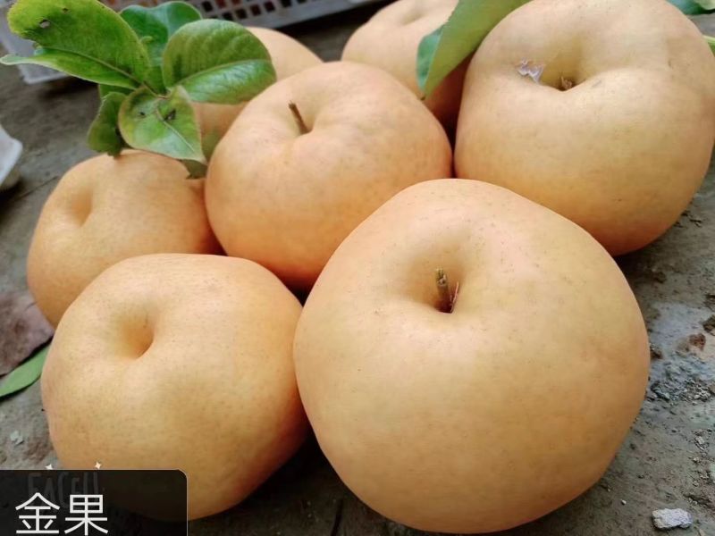 湖北恩施建始县景阳镇金果梨农庄大量发货一手货源批发保品质