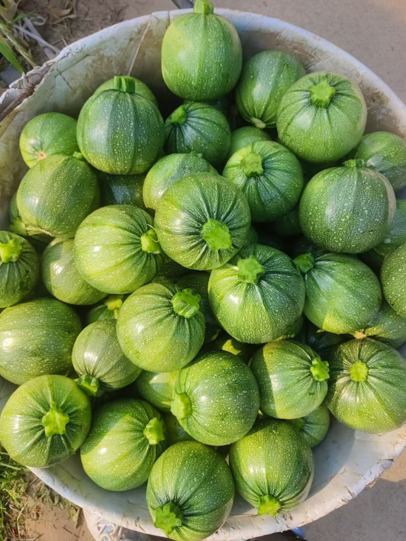 【推荐】圆西葫芦精品西葫芦产地直发对接全国市场