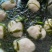 福建省漳州东山岛特级紫菜干货无沙子产地直供干货干净特产