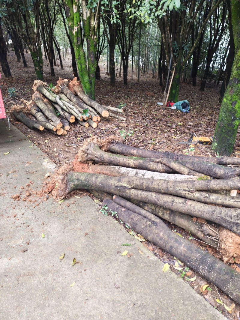 大量低价出售占地桂花树，裸根苗