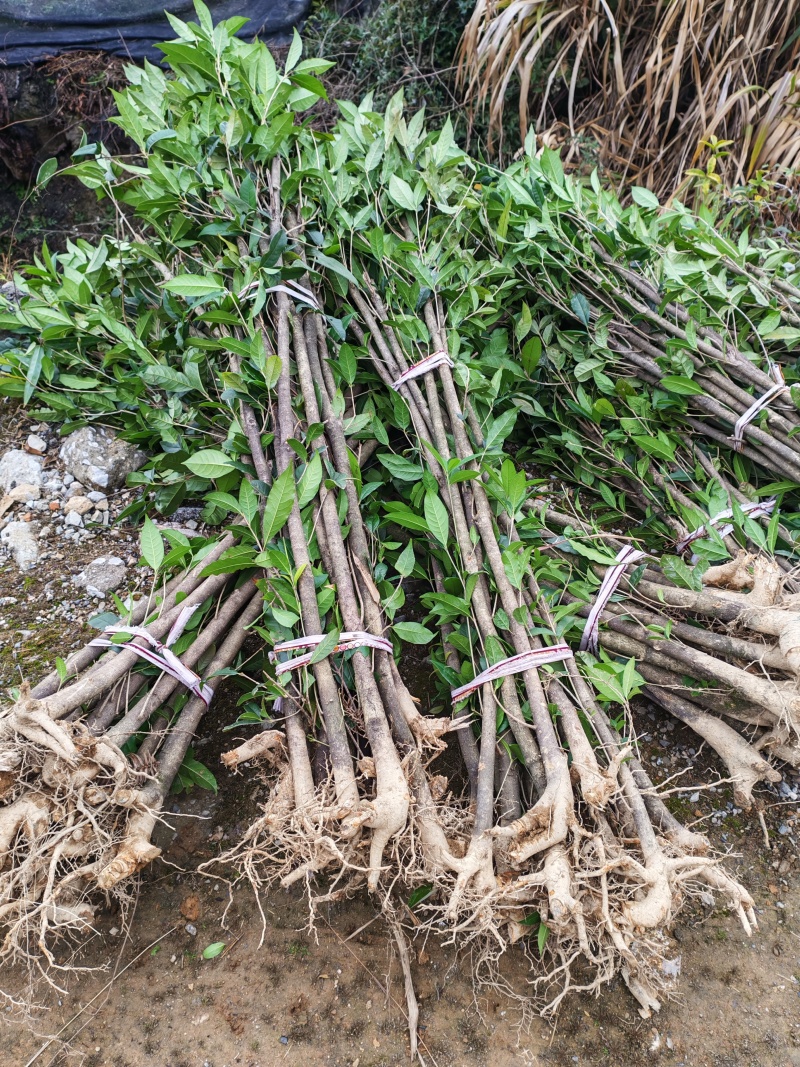 大量低价出售占地桂花树，裸根苗