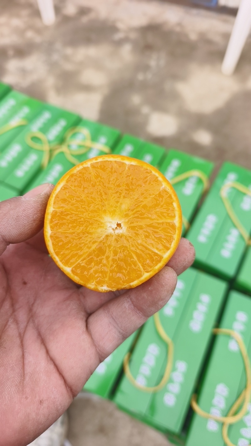 肇庆皇帝柑