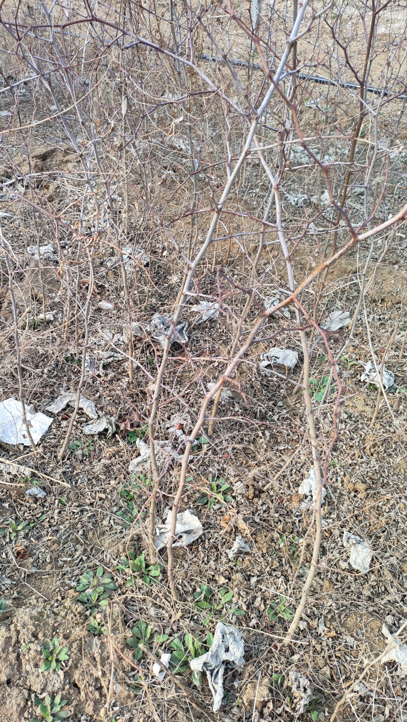 酸枣树苗，酸枣苗
