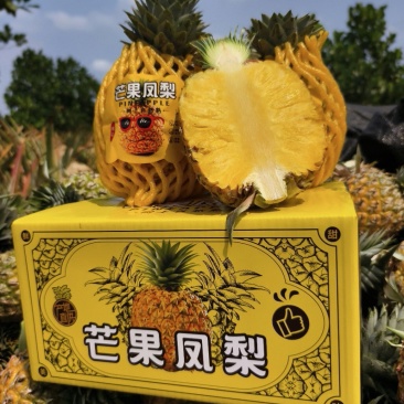 海南芒果凤梨一件代发社区团购商超供货