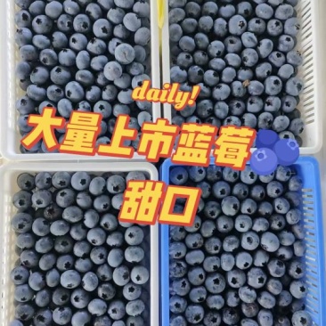 山东蓝莓，花香.F26等品种，质量保证，纯甜口，信誉第一