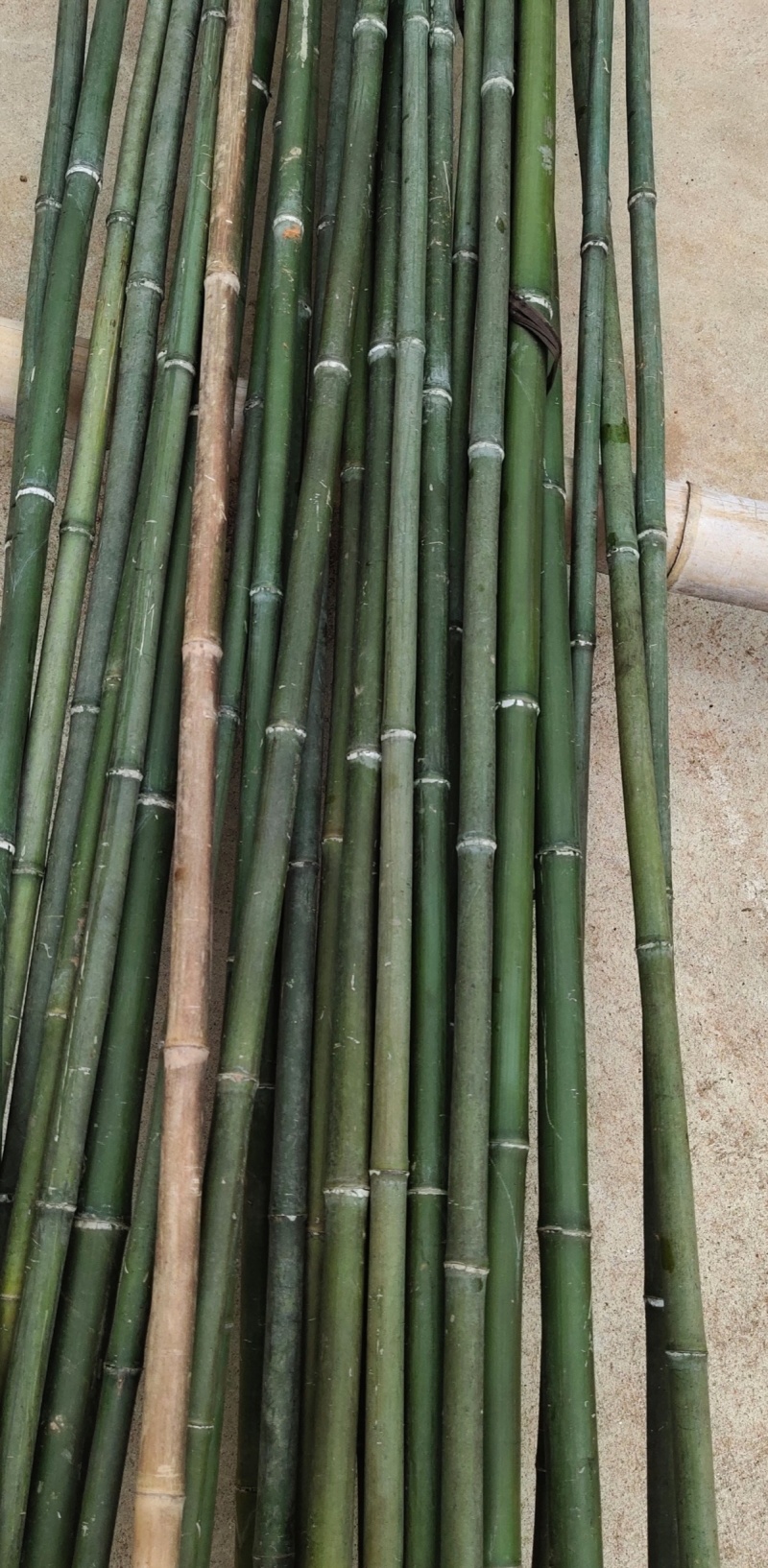 菜架杆