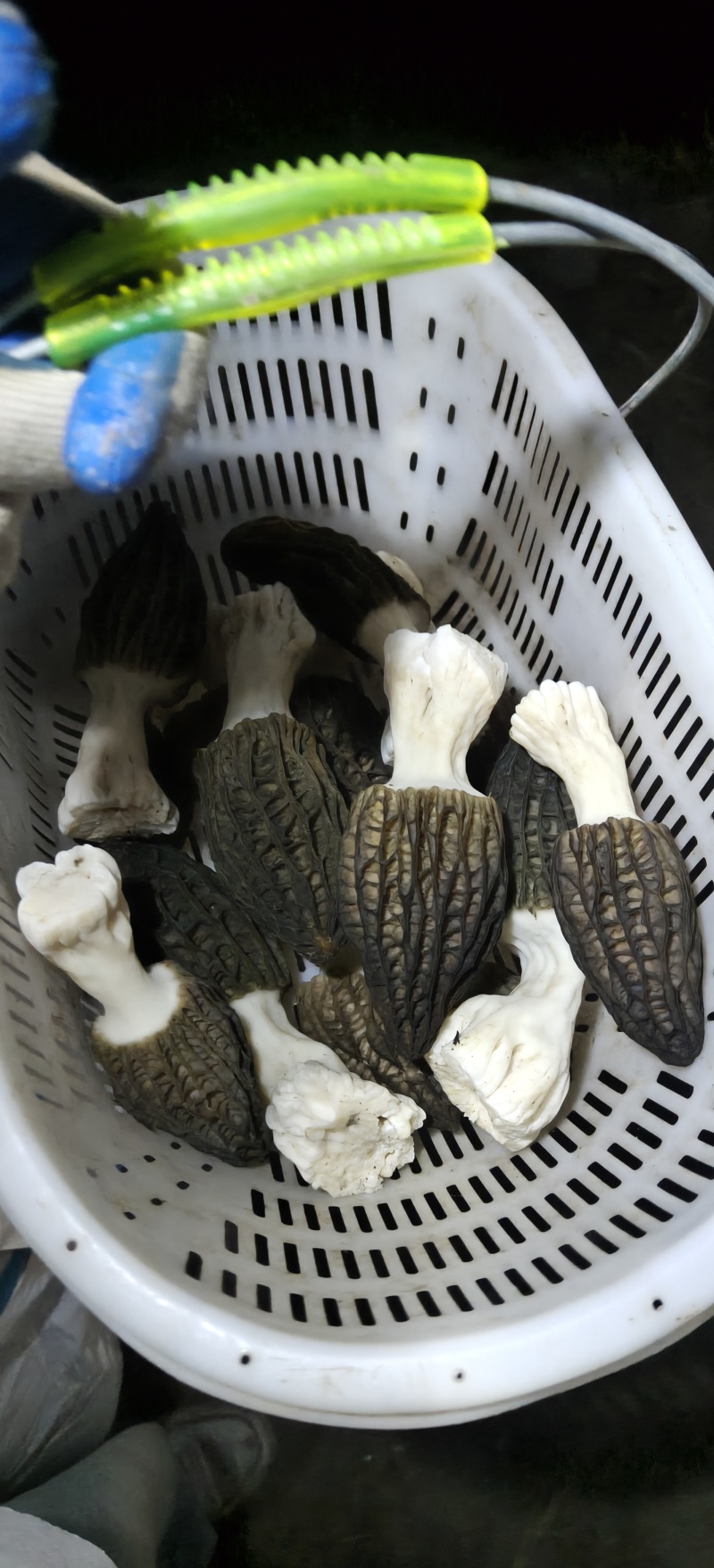 新鲜羊肚菌头茬鲜品产地直供上海批发
