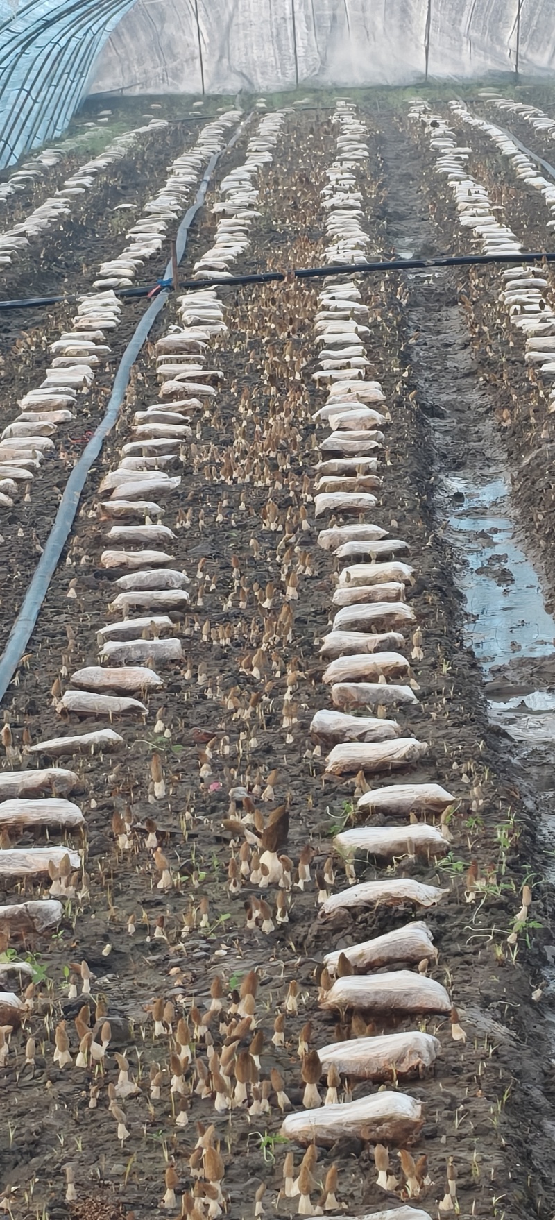 新鲜羊肚菌头茬鲜品产地直供上海批发