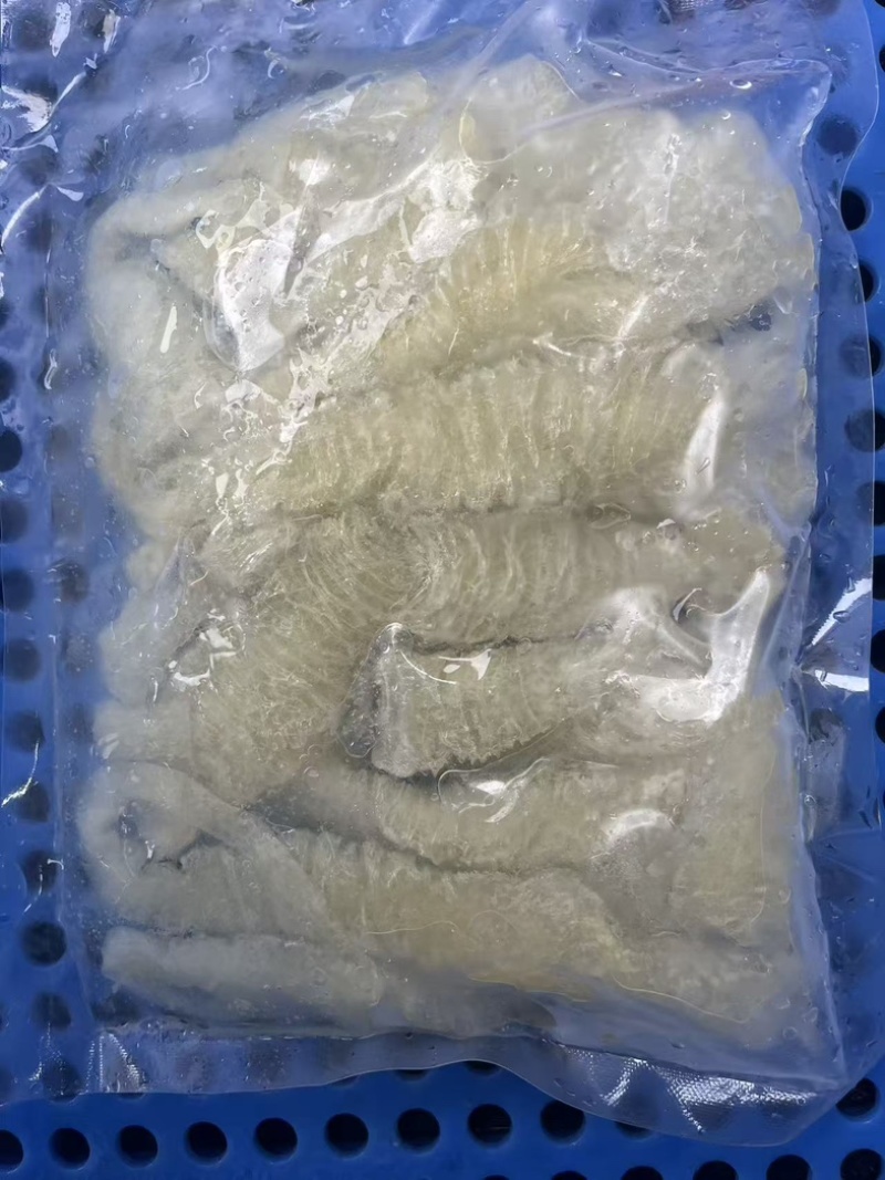 广东现货稳定供应鲜冻巴沙鱼花胶