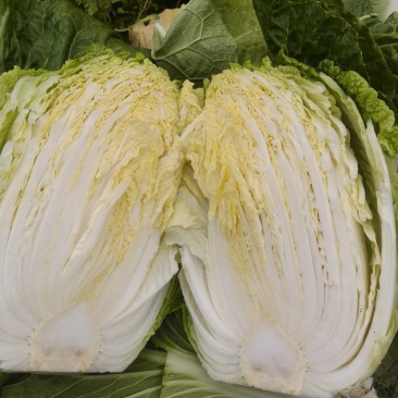 矮棵黄心大白菜黄心白菜福建白菜大量供应欢迎来电