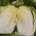 矮棵黄心大白菜黄心白菜福建白菜大量供应欢迎来电