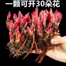 芍药多年生芍药根块耐寒花卉冻不死花苗四季可以种植
