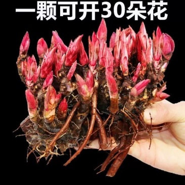 芍药多年生芍药根块耐寒花卉冻不死花苗四季可以种植