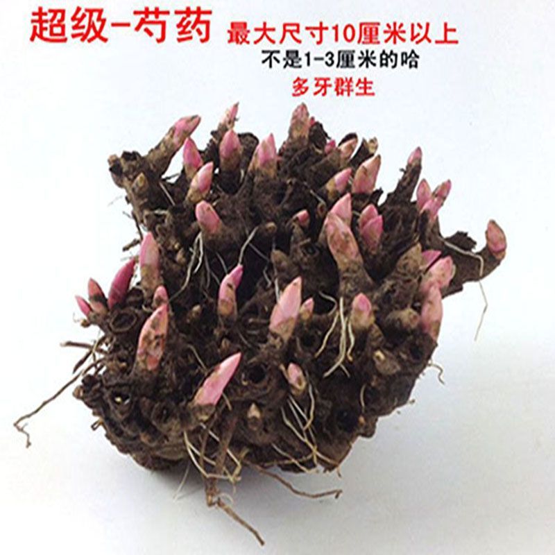 芍药多年生芍药根块耐寒花卉冻不死花苗四季可以种植