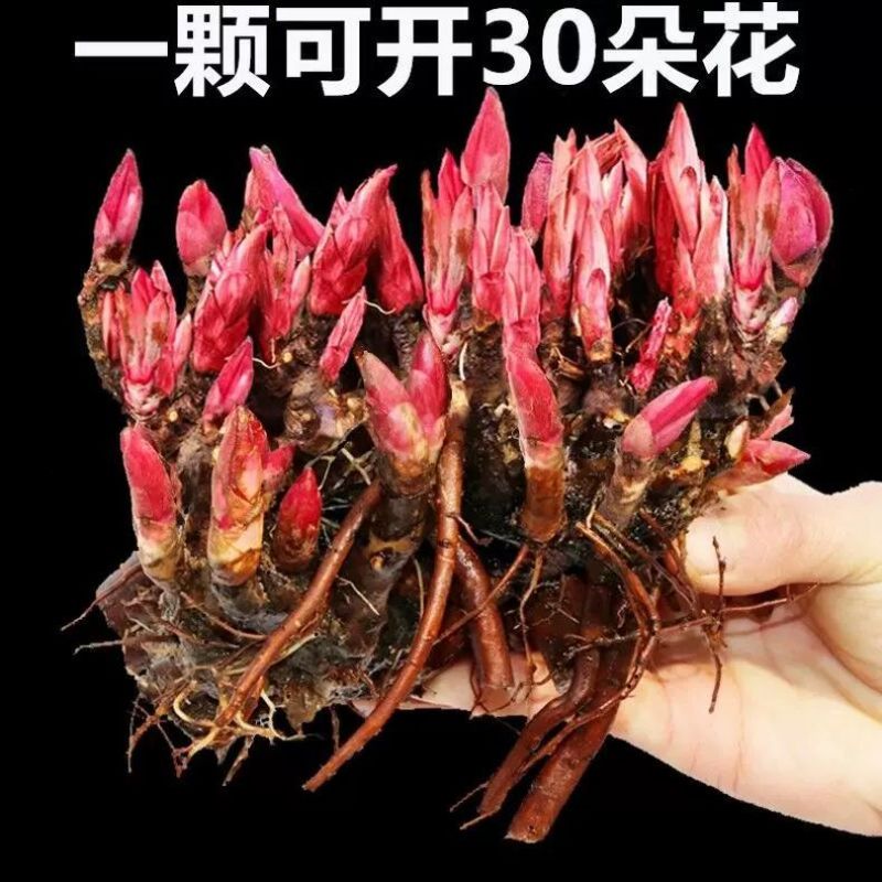 芍药多年生芍药根块耐寒花卉冻不死花苗四季可以种植