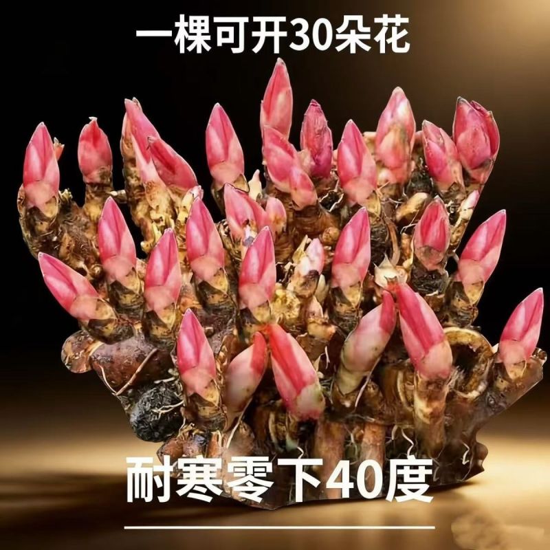 芍药多年生芍药根块耐寒花卉冻不死花苗四季可以种植