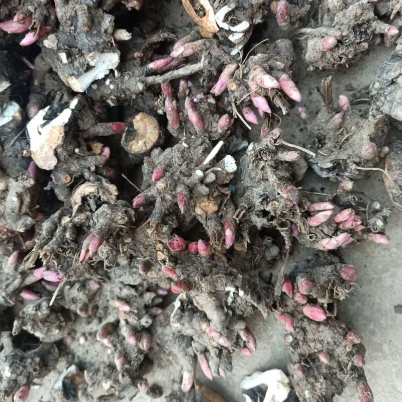 芍药多年生芍药根块耐寒花卉冻不死花苗四季可以种植