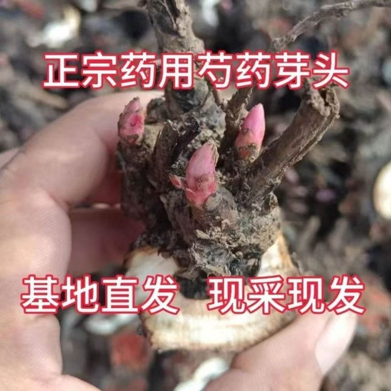 芍药多年生芍药根块耐寒花卉冻不死花苗四季可以种植