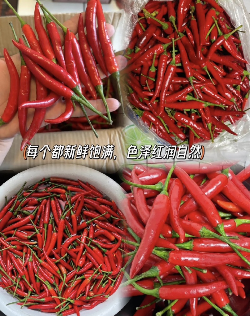 海南儋州：新鲜小米辣
