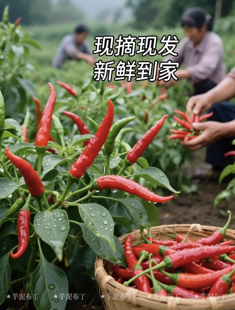 海南儋州：新鲜小米辣