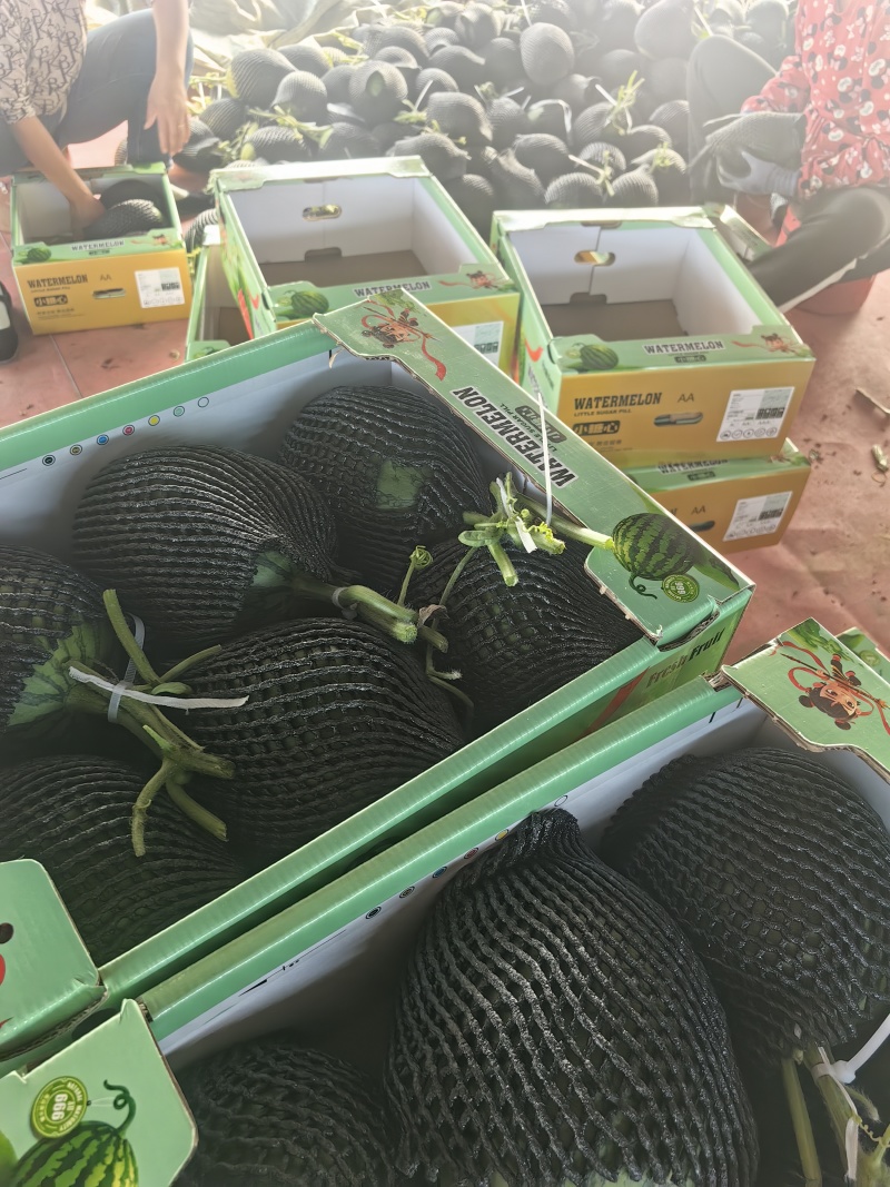 潍坊早春红玉西瓜自家一手货源量大从优全国接单瓜形好