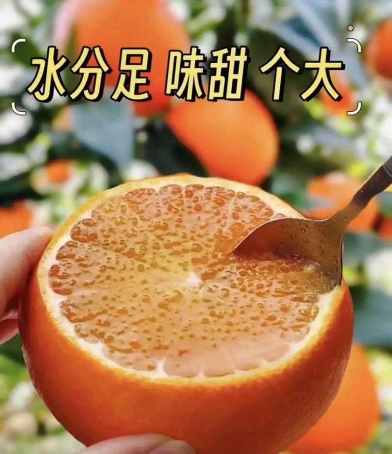 自家种植的正宗广西沃柑柑橘橘子新鲜薄皮桔子现摘当季批发直发