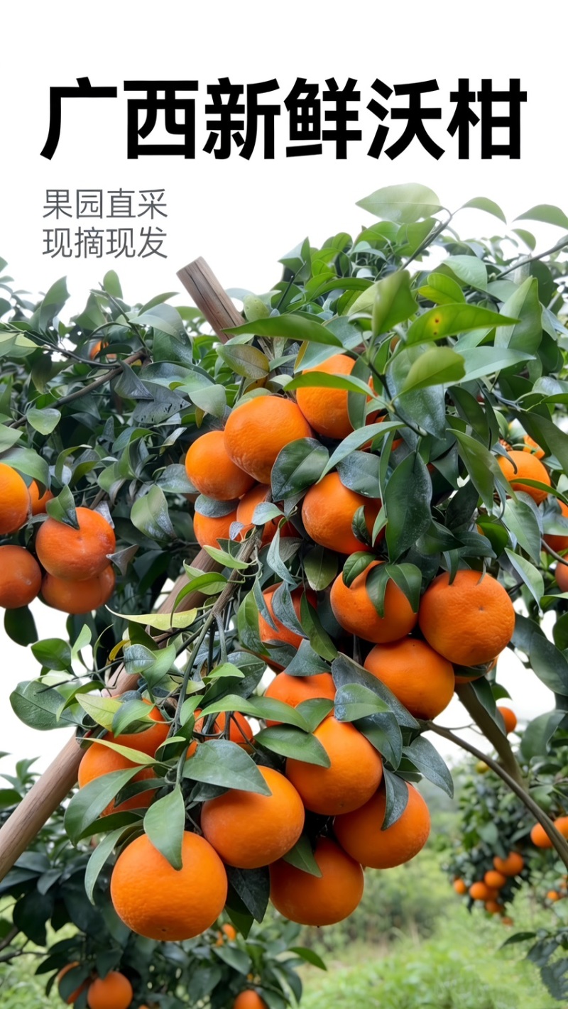 自家种植的正宗广西沃柑柑橘橘子新鲜薄皮桔子现摘当季批发直发