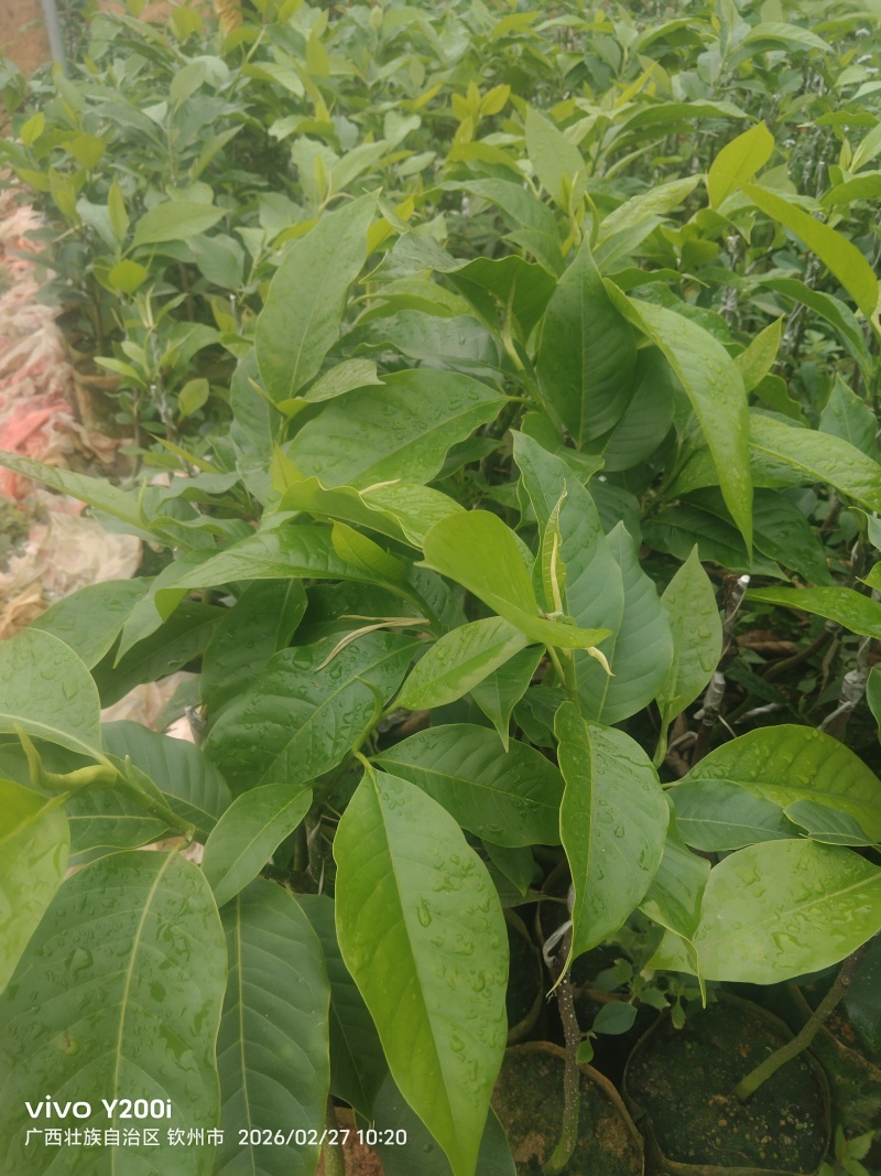 白玉兰花苗