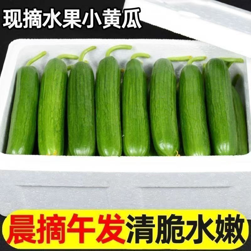 【现摘现发】水果黄瓜产地直供量大从优视频看货质优价廉