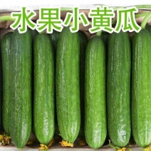 【牛商优选】水果小黄瓜对接各大电商批发市场档口量大从优