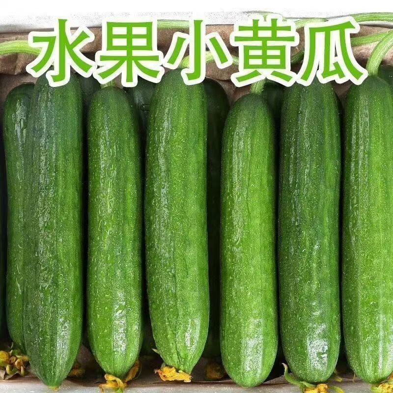 【牛商优选】水果小黄瓜对接各大电商批发市场档口量大从优