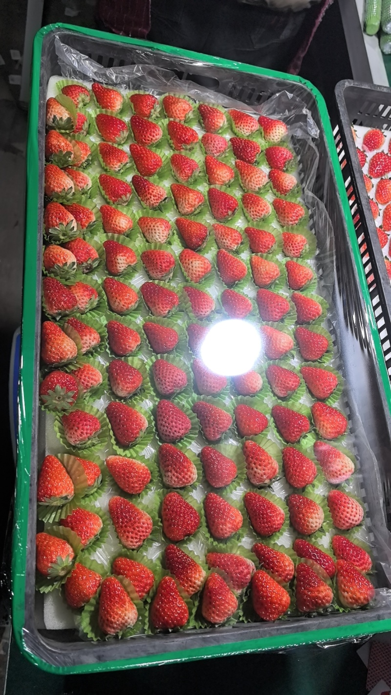专注于品质红颜草莓。承接各式包装/量大从优/欢迎下单