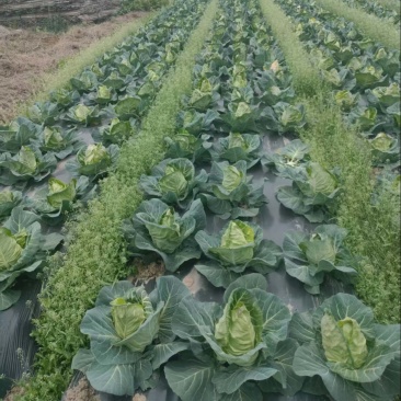 牛心白
