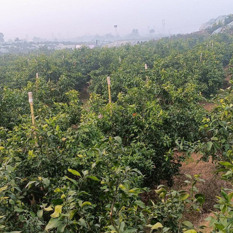 一级果