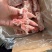肥猪脊骨段