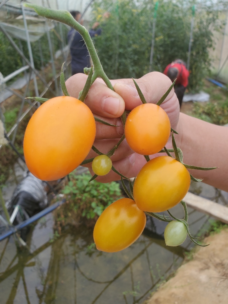 香芒水果番茄