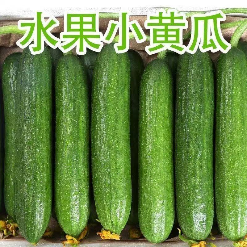 【实力商家】新鲜水果黄瓜常年供应品质保证口感清脆质优