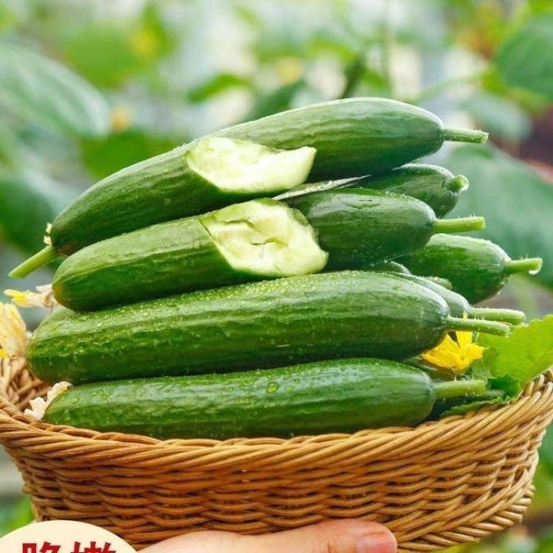 【实力商家】新鲜水果黄瓜常年供应品质保证口感清脆质优