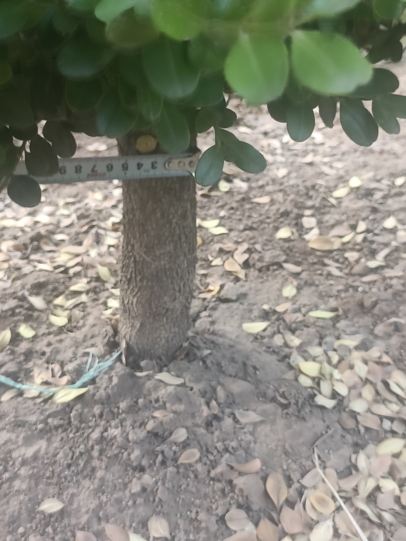 小叶黄杨有意者联系***********