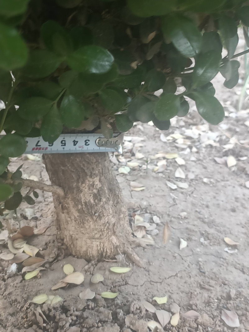 小叶黄杨有意者联系***********