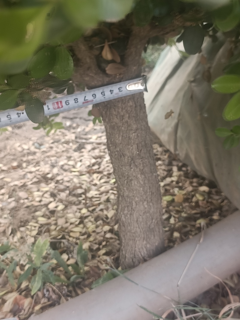 小叶黄杨有意者联系***********
