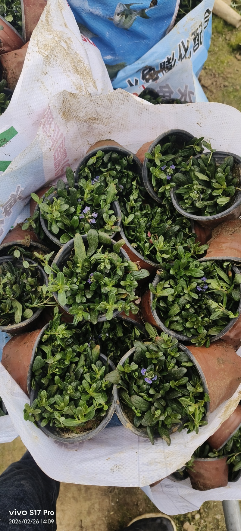 筋骨草，多花筋骨草，姬十二单筋骨草