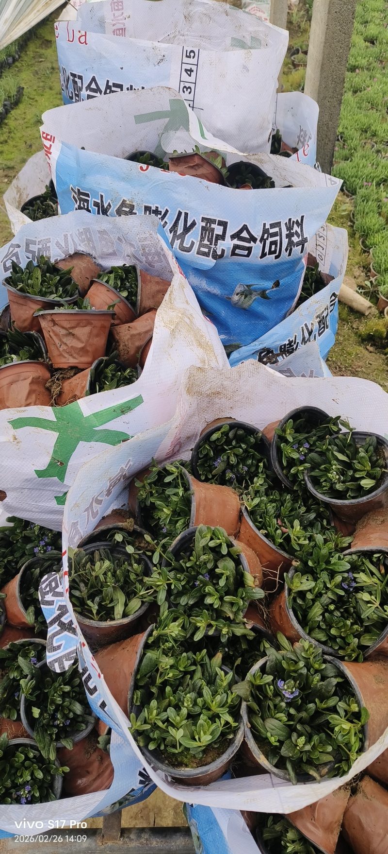 筋骨草，多花筋骨草，姬十二单筋骨草